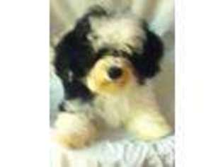 Havanese Puppy for sale in FLORISSANT, MO, USA
