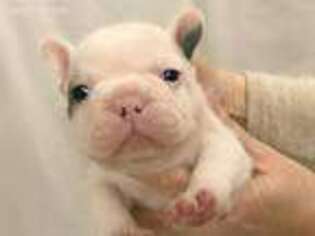 French Bulldog Puppy for sale in Waco, TX, USA