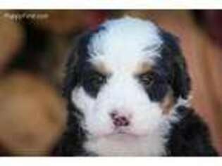Mutt Puppy for sale in Worthington, IN, USA