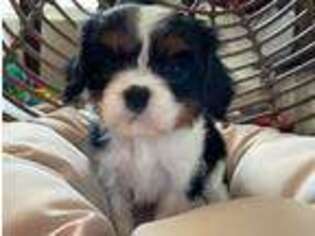 Cavalier King Charles Spaniel Puppy for sale in San Diego, CA, USA