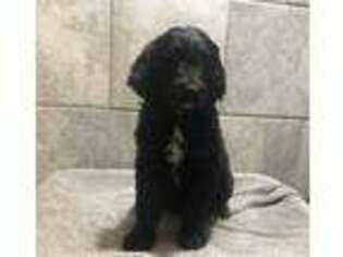 Goldendoodle Puppy for sale in Danville, AR, USA