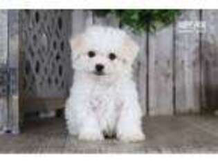 Bichon Frise Puppy for sale in Columbus, OH, USA