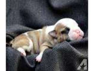 Bulldog Puppy for sale in SEYMOUR, MO, USA
