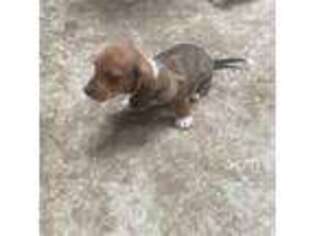 Dachshund Puppy for sale in Decatur, IN, USA