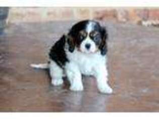 Cavalier King Charles Spaniel Puppy for sale in Mcalester, OK, USA