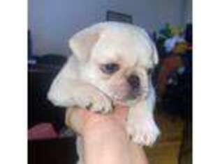 Pug Puppy for sale in Manchester, NH, USA