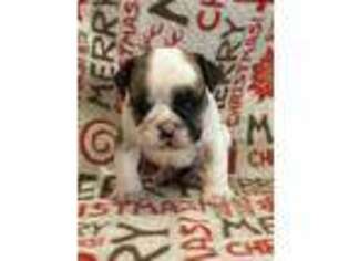 Bulldog Puppy for sale in Creighton, NE, USA