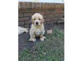 Golden Retriever Puppy for sale in Cataula, GA, USA