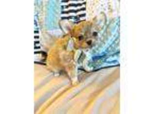 Chihuahua Puppy for sale in Chantilly, VA, USA