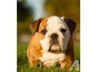 Bulldog Puppy for sale in YUCAIPA, CA, USA