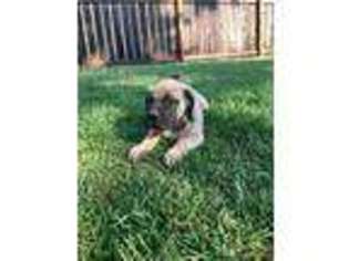 Mastiff Puppy for sale in Rexford, MT, USA