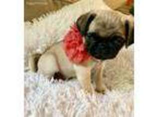 Pug Puppy for sale in Fayetteville, GA, USA