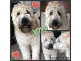 Soft Coated Wheaten Terrier Puppy for sale in Huntington, NY, USA