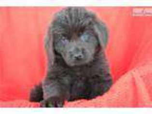 Newfoundland Puppy for sale in Youngstown, OH, USA