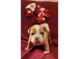 Olde English Bulldogge Puppy for sale in Sheffield Lake, OH, USA