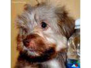 Havanese Puppy for sale in Glenarm, IL, USA