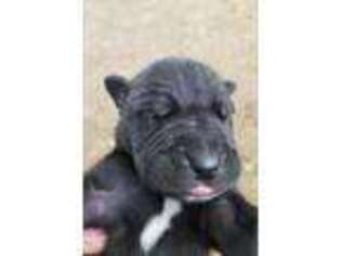 Great Dane Puppy for sale in Lake Orion, MI, USA