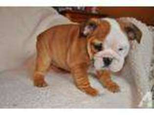 Bulldog Puppy for sale in EASTANOLLEE, GA, USA