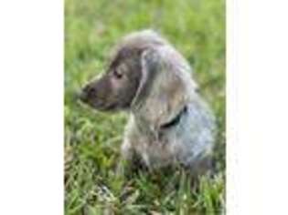 Dachshund Puppy for sale in Cocoa, FL, USA