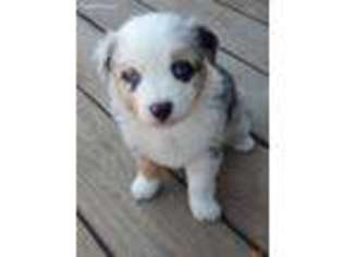 Australian Shepherd Puppy for sale in Pagosa Springs, CO, USA