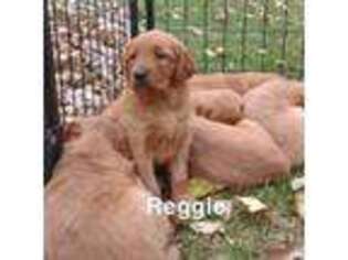 Golden Retriever Puppy for sale in Grand Meadow, MN, USA