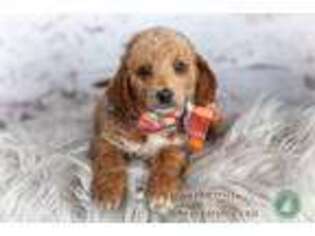 Goldendoodle Puppy for sale in Lancaster, MN, USA