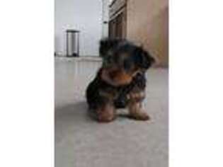 Yorkshire Terrier Puppy for sale in Wolcottville, IN, USA