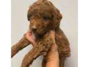 Mutt Puppy for sale in Gainesville, FL, USA