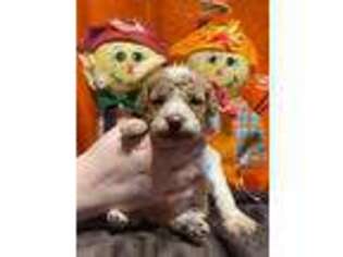 Brittany Puppy for sale in Dewy Rose, GA, USA