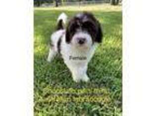 Labradoodle Puppy for sale in Sherman, TX, USA