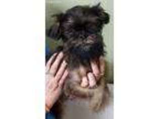Brussels Griffon Puppy for sale in Middle Village, NY, USA