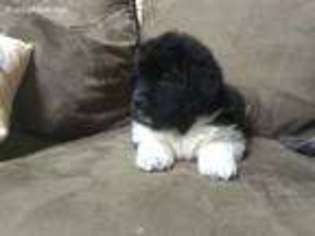 Newfoundland Puppy for sale in Sandpoint, ID, USA