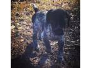 German Shorthaired Pointer Puppy for sale in Winnabow, NC, USA