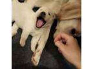 Labrador Retriever Puppy for sale in Glendale, AZ, USA
