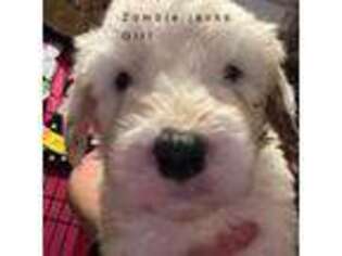 Old English Sheepdog Puppy for sale in Tallahassee, FL, USA