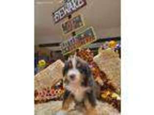 Australian Shepherd Puppy for sale in Stanton, TX, USA