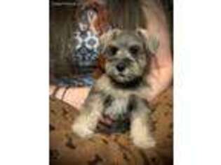 Mutt Puppy for sale in Craig, CO, USA