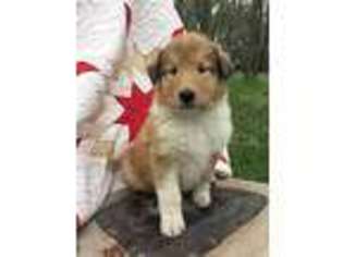 Collie Puppy for sale in Duncombe, IA, USA