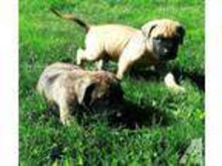 Mastiff Puppy for sale in GRANTS PASS, OR, USA