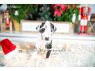 Great Dane Puppy for sale in Gainesville, GA, USA