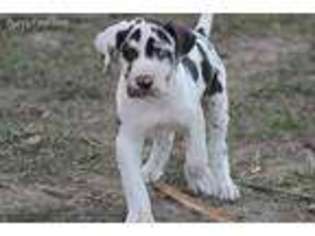 Great Dane Puppy for sale in Springfield, MO, USA