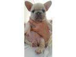 French Bulldog Puppy for sale in El Sobrante, CA, USA