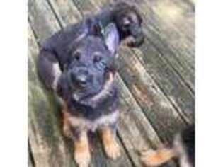 German Shepherd Dog Puppy for sale in Haverhill, MA, USA
