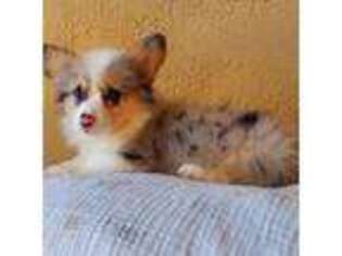 Cardigan Welsh Corgi Puppy for sale in Des Moines, IA, USA
