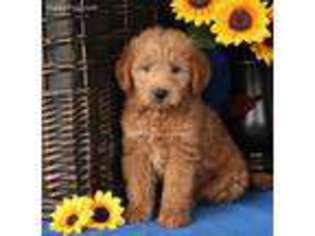 Labradoodle Puppy for sale in Quarryville, PA, USA