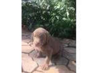 Labrador Retriever Puppy for sale in Martinsville, IN, USA