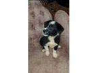 Border Collie Puppy for sale in Tishomingo, OK, USA