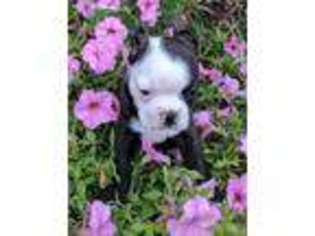 Boston Terrier Puppy for sale in Belle Center, OH, USA