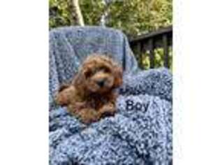 Cavapoo Puppy for sale in Fayetteville, OH, USA