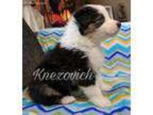 Australian Shepherd Puppy for sale in Rigby, ID, USA